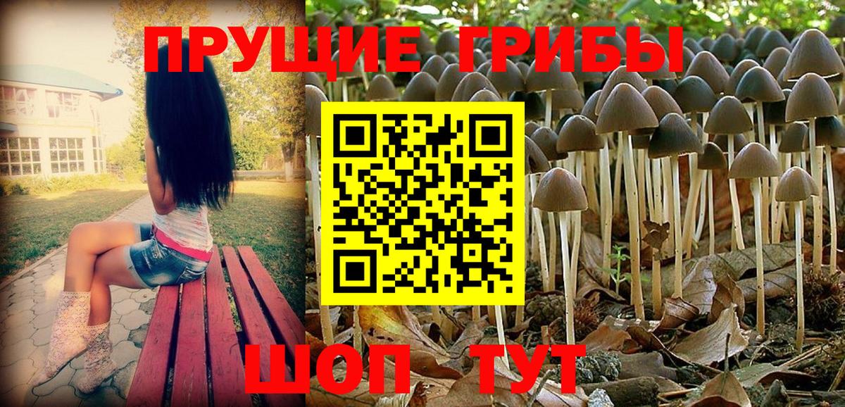 Псилоцибиновые грибы Psilocybe Красноярск